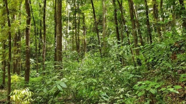 ठाणे मेट्रो के लिए 3,000 से ज़्यादा पेड़ खतरे में